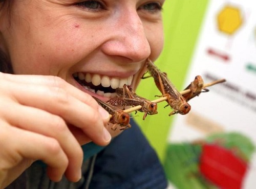 Mangiare insetti: dal primo gennaio 2018 è possibile anche in Europa.  Spaghetti agli scorpioni o zuppa di scarafaggi la nuova frontiera del  gourmet? – LeoMagazine | Official